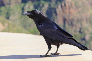 Common raven Corvus corax view from side