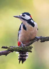 Great spotted woodpecker (Dendrocopos major)