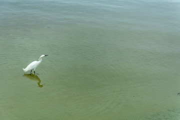 Lonely white heron at theConceicao Lagoon (Lagoa da Conceicao), in Florianopolis, Brazil.