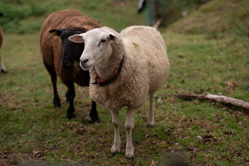 Obraz na płótnie Canvas Castellana sheep breed