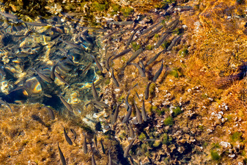 A lot of little fish. Rocky Coast. Adriatic Sea