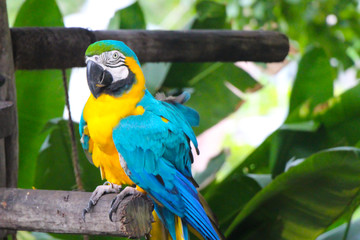 Blue Arara