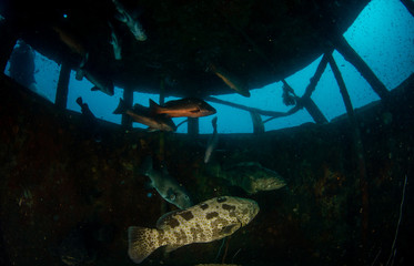 Ship wreck sunken in Koh Tao Thailand name “HTMS Sattukut” with school of fish in main tower