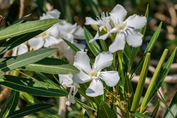 Obraz na płótnie Canvas Oleander. White flower