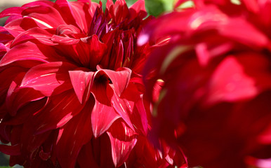 Two large flowers dahlias with red petals created a bright flower background.