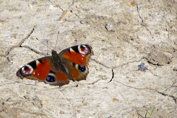 Fototapeta na wymiar Small butterfly on cracked dried ground, close-up, European peacock