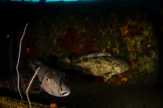 Malabar grouper (Epinephelus malabaricus) in a capitan bridge of HTMS Sattakut shipwreck in Koh Tao, Thailand