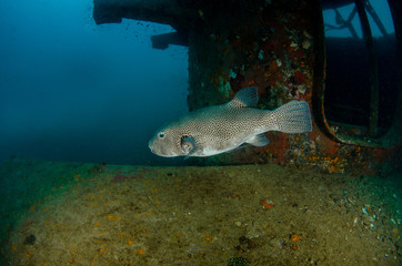 Starry pufferfish , Arothron stellatus swimming around shipwreck 