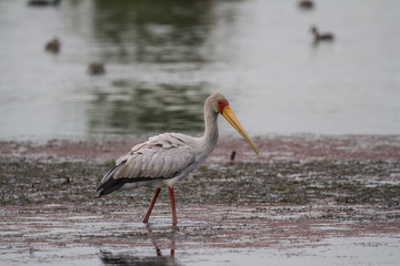 Yellow-billed Stock 