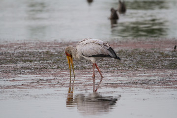Yellow-billed Stock 