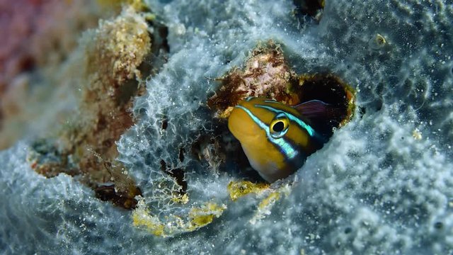 Blue lined sabre tooth blenny plagiotremus rhinorhynchos peering out from it's home, Raja Ampat, Indonesia