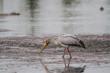 Yellow-billed Stock 