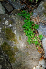 moss on tree