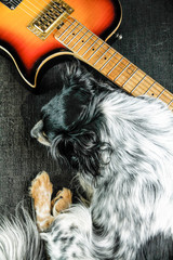 Sad little dog lying next to an electric guitar that will never play