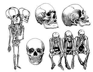 Graphical set of skeletons and human skulls isolated on white,vector sketch