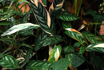 Fototapeta na wymiar Calanthea Leaves