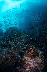Fototapeta na wymiar Tropical coral reef with schools of fish