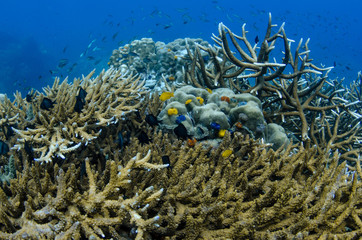 Fototapeta na wymiar Tropical coral reef covered with Staghorn coral and other hard corals in Gulf of Thailand