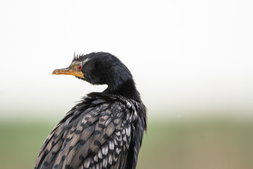 Reed Cormorant