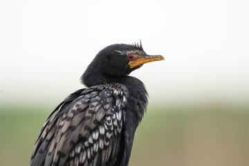 Reed Cormorant