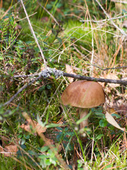 Boletus mushroom in the autumn forest in the moss