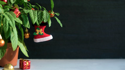 Nightshade Christmas tree with red Xmas boot, ball and gift box. Green pot plant Nightshade with berries and red Christmas decoration on dark background.