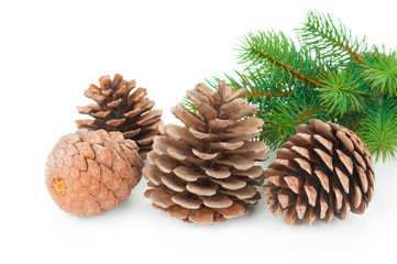 Pine cones and green fir branch on white background