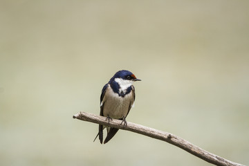White Necked Swallow on a log