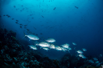 Fototapeta na wymiar School of Bluefin trevally, Caranx melampygus in tropical sea
