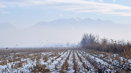 foggy field and a raven with snow against the backdrop of mountains in the fog