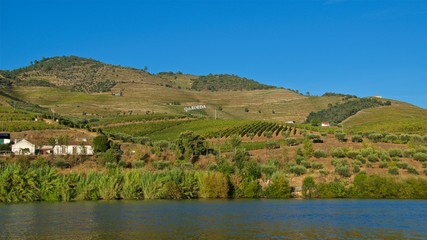 Fototapeta na wymiar Vineyards for Port wine production in Douro Valley next to Douro River in Portugal 