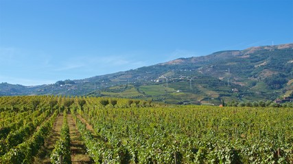 Fototapeta premium Vineyards for Port wine production in Douro Valley in Portugal