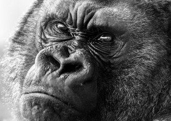 gorila macho © JorgeAlejandro