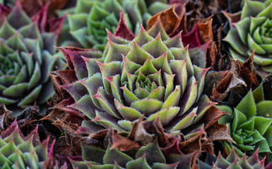 Obraz premium Sempervivum Hauswurz