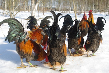 koguty © Zofia