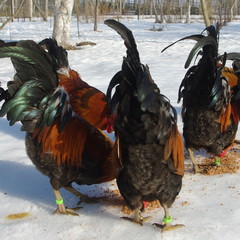 Koguty na śniegu © Zofia