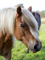 Fototapeta premium beautiful fjord horse head portrait