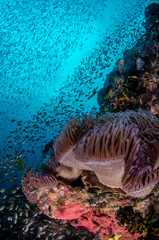 Tropical coral reef covered with soft corals and schools of fish 