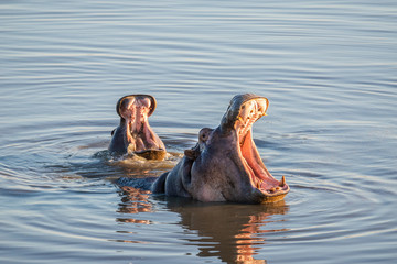 Mother and baby hippo moaning at Masuma Dam (Hwange National Park, Zimbabwe)