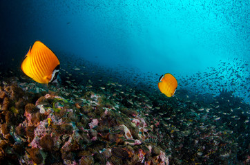 Oriental butterflyfish, Chaetodon auripes