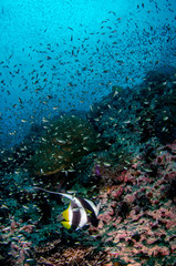 Tropical coral reef covered with soft corals and schools of fish 