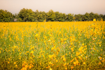 Sunhemp (Crotalaria) planted in winter. To adjust the soil, beautiful yellow flowers