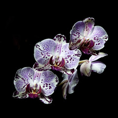 orchidea maculata