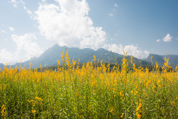 Sunhemp (Crotalaria) planted in winter. To adjust the soil, beautiful yellow flowers