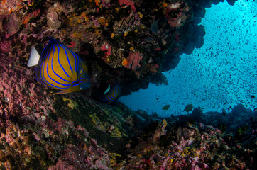 Blue ring angelfish, Pomacanthus annularis in tropical coral reef 