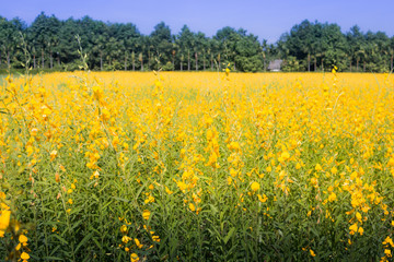 Sunhemp (Crotalaria) planted in winter. To adjust the soil, beautiful yellow flowers