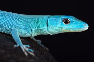 Green keel-bellied lizard (Gastropholis prasina)