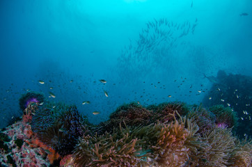 Naklejka na ściany i meble Tropical coral reef covered with soft corals and schools of fish 