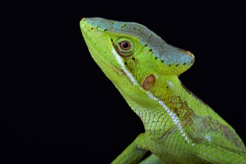 Eastern casquehead iguana (Laemanctus longipes)