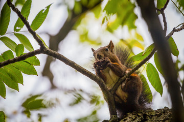 Domestic squirrel from Serbia